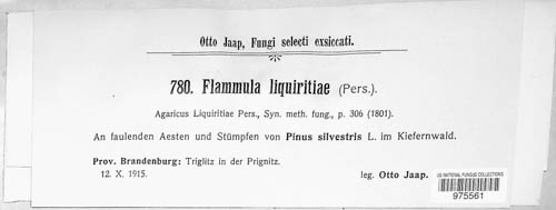 Gymnopilus liquiritiae image